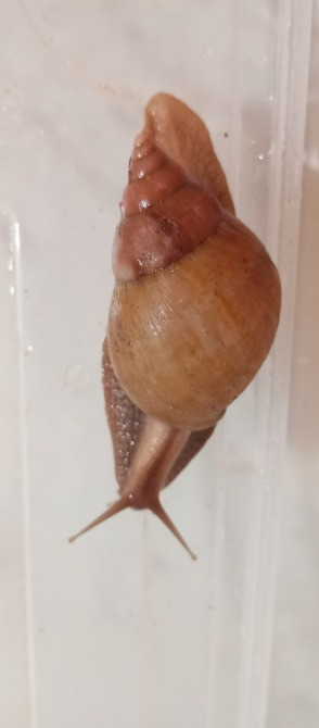 Равлик і Павлик Ахатини Фуліки шукають друзів Киев - изображение 4