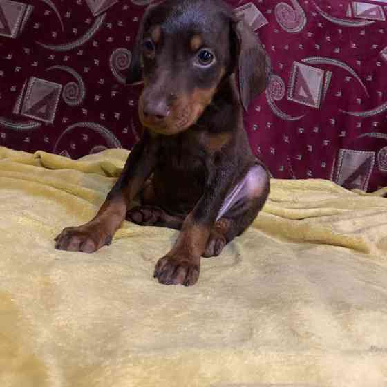 Продам щенков Добермана! Балаклія