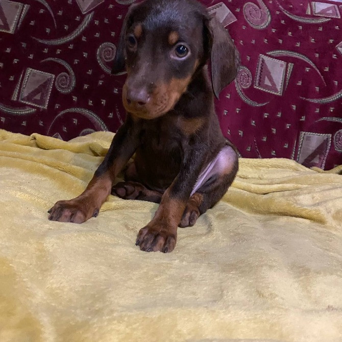 Продам щенков Добермана! Балаклія - зображення 5