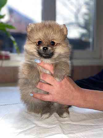 Померанский шпиц Харьков