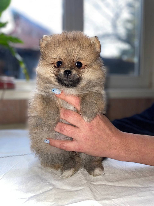 Померанский шпиц Харьков - изображение 1