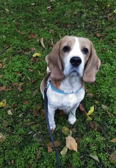 Терміново продам собаку породи Бігль (дівчинка) 4 роки. Кривой Рог - изображение 5