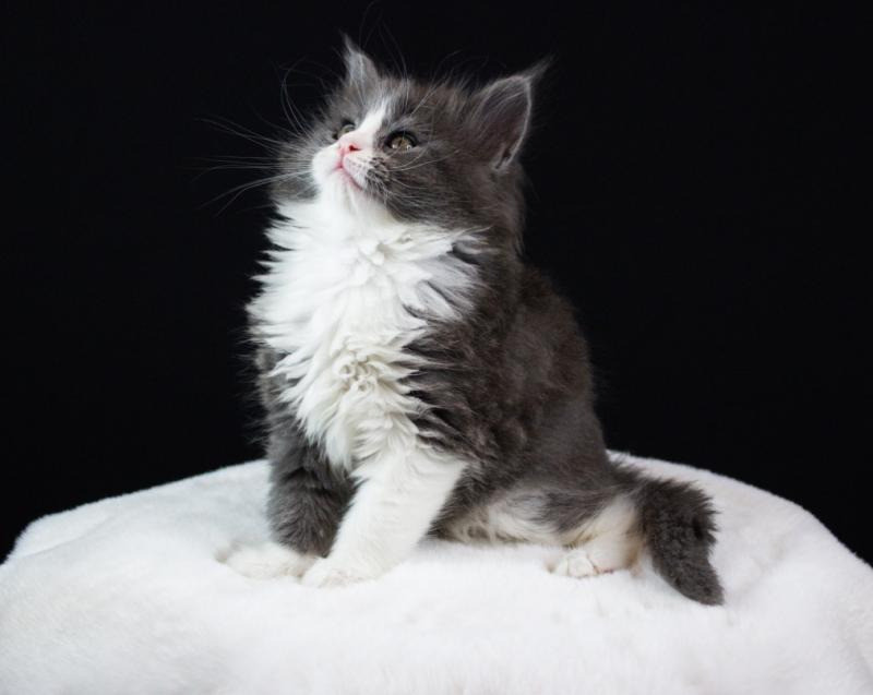 Мейн-кун кошенята від розплідника Kust Kalyny Винница - изображение 4