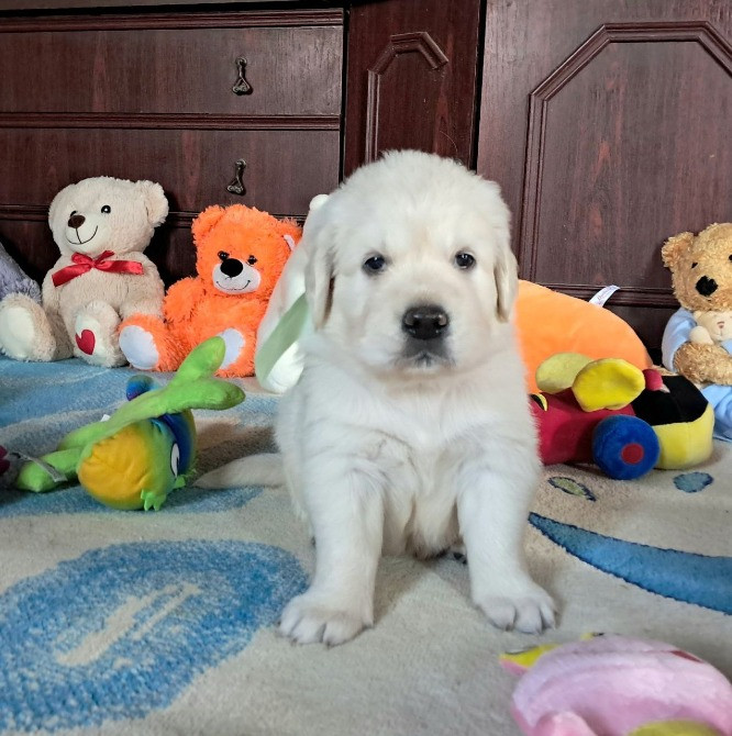 Ретрівера цуценята Львів - зображення 4