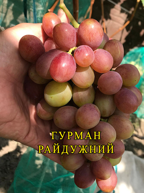Саджанці Винограду (РОЗПРОДАЖ) Харків - зображення 8