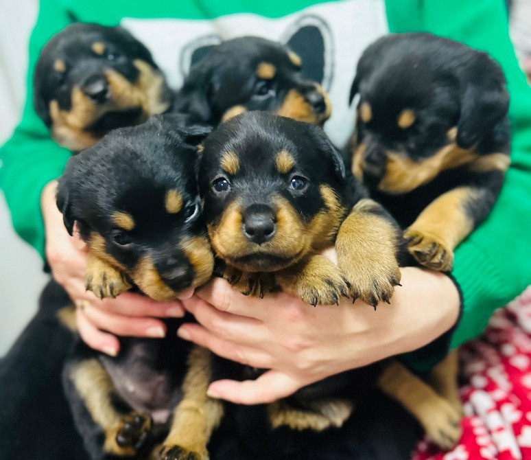 Продам ротвейлерів Київ - зображення 6