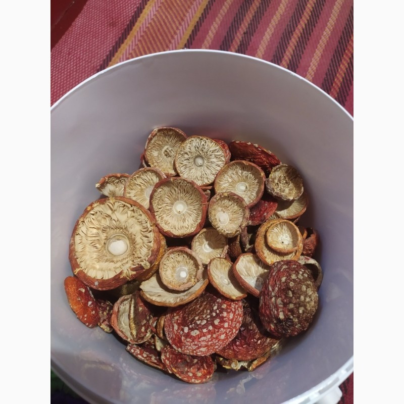 Мухомор червоний, сушений 1 сорт, закриті шляпки Овруч - изображение 4