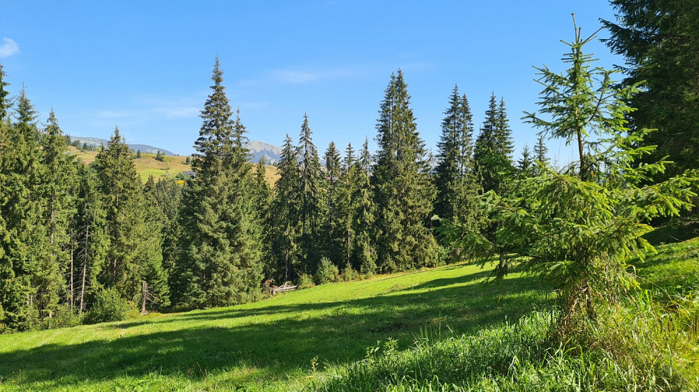 Земельна ділянка у селі Яблуниця - 0,83 га Яремче - изображение 5