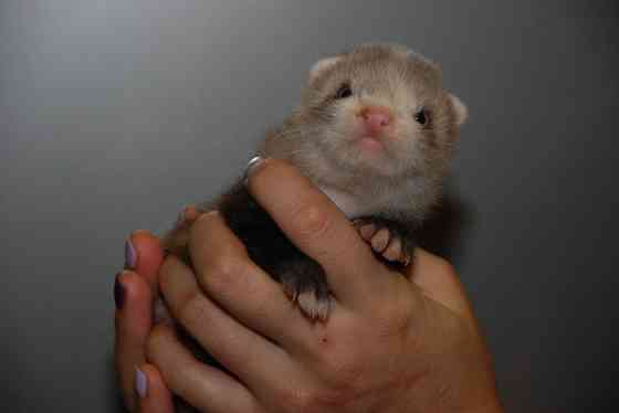 Декоративные хорьки. Окрас барсук Київ