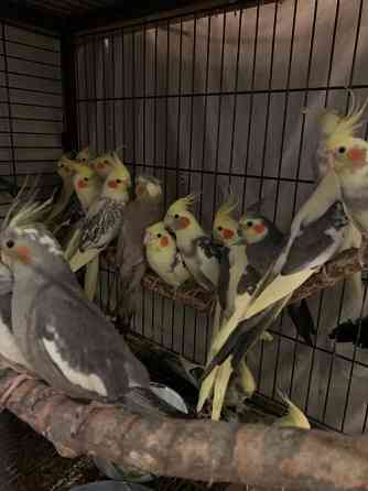 Пташенята папуг корел Киев