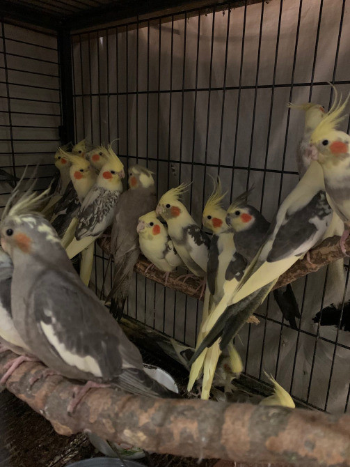 Пташенята папуг корел Киев - изображение 3