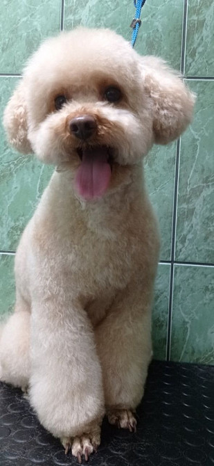 Мальтипу Девочка карамель бебифейс Веселая игривая смышленая, красивая Киев - изображение 5