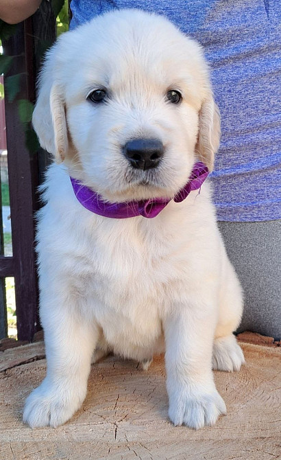 Золотистого ретрівера цуценята Ot Bahur Львов - изображение 4