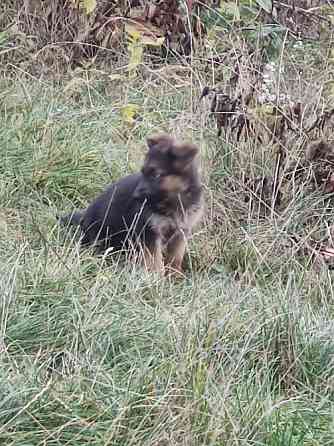 Продам цуценят німецької вівчарки. Луцьк