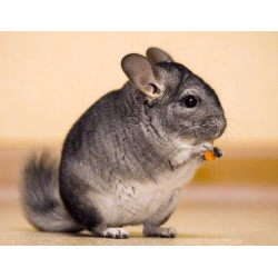 Продам Дніпро - зображення 3