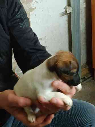 Цуценята гладкошерстого фокстер’єра Белая Церковь