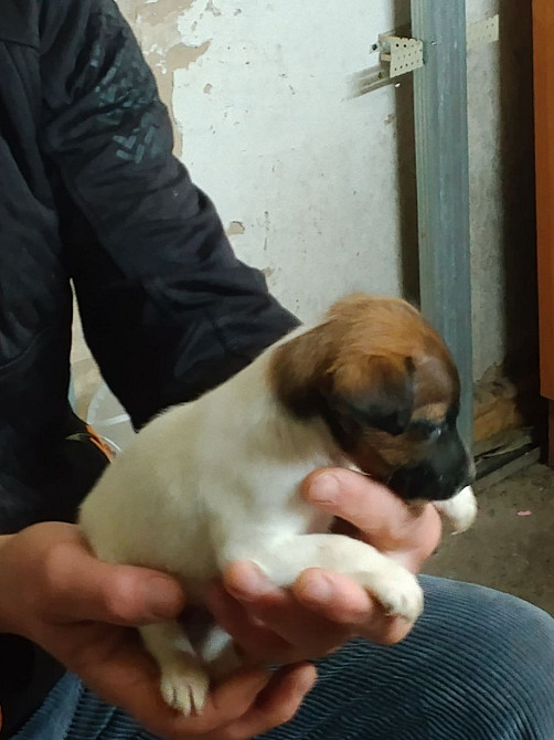 Цуценята гладкошерстого фокстер’єра Белая Церковь - изображение 2