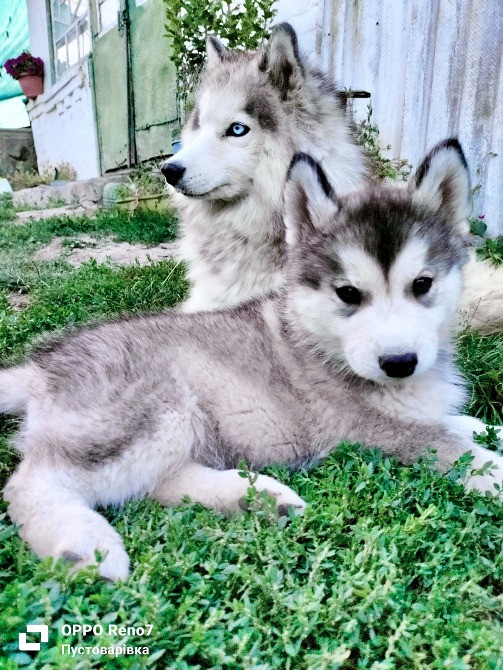 Продаються цуценята породи хаскі Белая Церковь - изображение 6