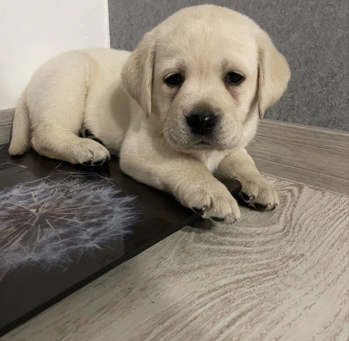 Щенки лабрадора ретривера з документами Дніпро - зображення 2
