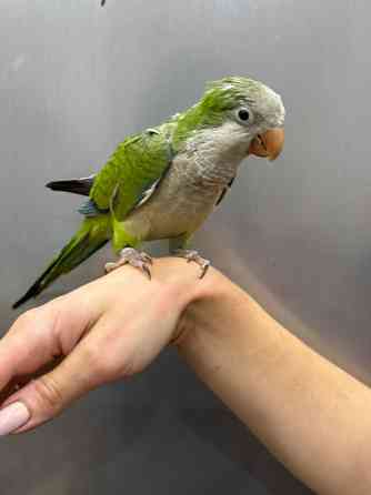 Калита-монах. Выкормыш Київ