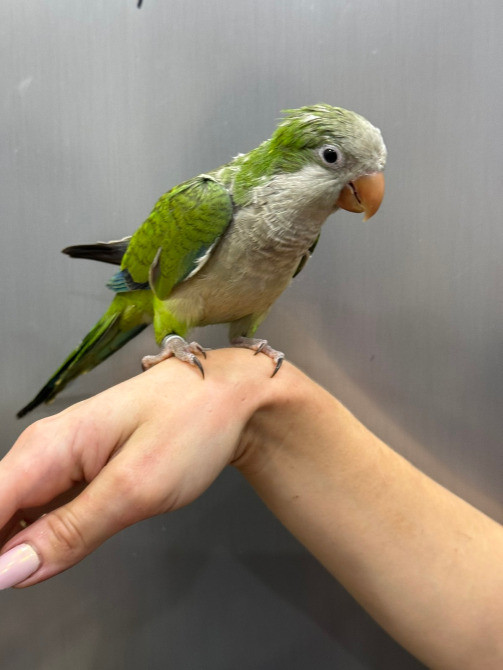 Калита-монах. Выкормыш Київ - зображення 3