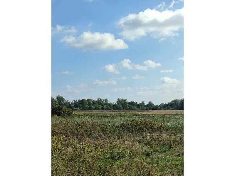 продажа земля сельскохозяйственного назначения Сквирский, Пищики, 92500 грн.  - изображение 4