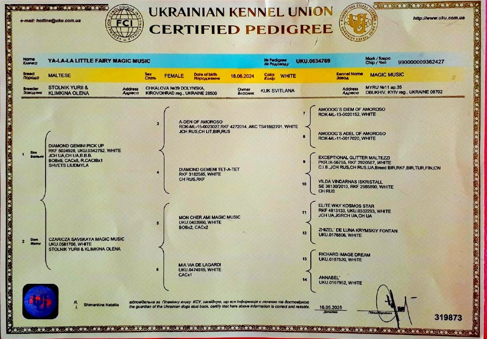 В зв’язку з від’їздом за кордон терміново продається мальтезе клуб КСУ FCI Киев - изображение 8