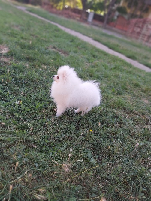 Хлопці шпіцулі,красунчики Полтава - зображення 4