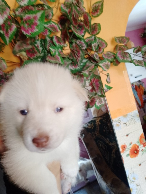 Цуценятка Помскі F1 Львов - изображение 1