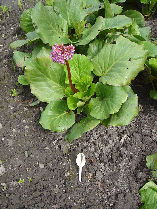 продам бадан Киев - изображение 1