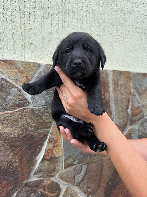 Метис Цуценята лабрадора Хмельницький - зображення 2