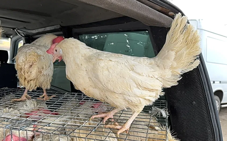 Кури несучки річні білі червоні Одеса - зображення 3