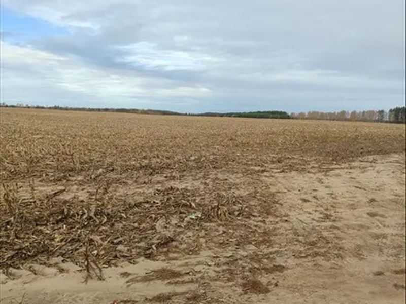 продажа земля сельскохозяйственного назначения Макаровский, Наливайковка, 404888 грн.  - изображение 1