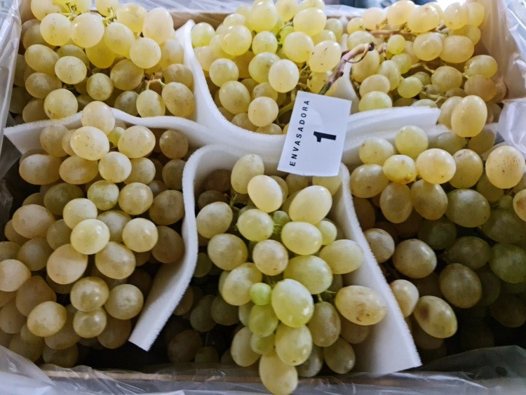 Продаем виноград Киев - изображение 2