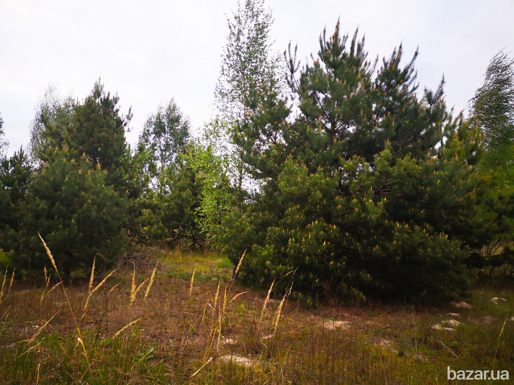 Продам 2 га ОСГ в смт.Макарів Макаров - изображение 4