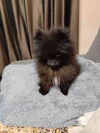 Міні-шпіц із великим серцем Ивано-Франковск