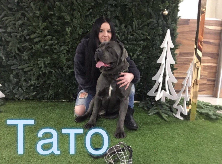 Цуценята . Кане Корсо Івано-Франківськ - зображення 4