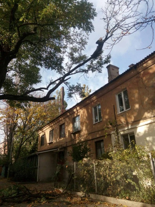 Спилим обрежем деревья, удалим поросли Харків - зображення 4