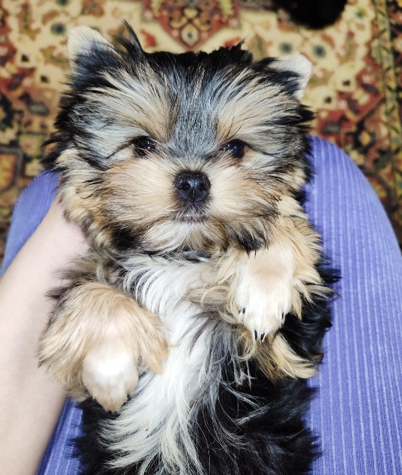 Продам цуценят йорків Павлоград - зображення 7