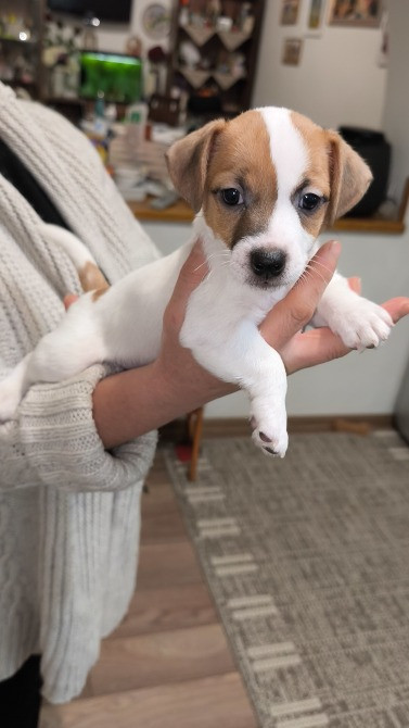 Цуценята Джек Рассел Іршава - зображення 2