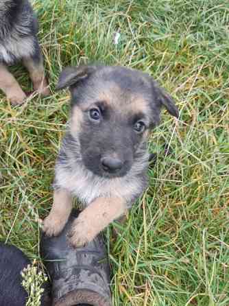 Продам цуценят німецької вівчарки. Луцьк