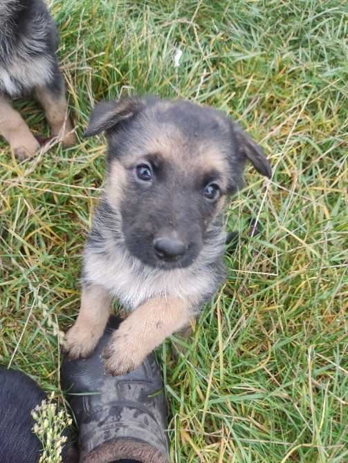 Продам цуценят німецької вівчарки. Луцьк - зображення 3