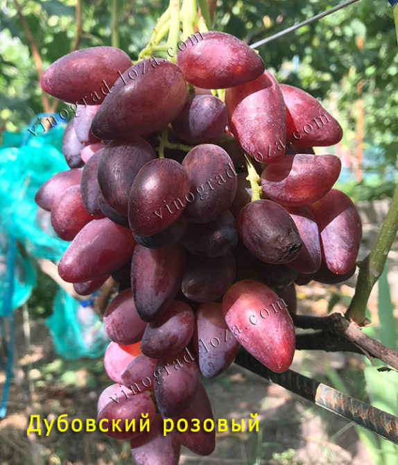 Саджанці Винограду (РОЗПРОДАЖ) Харків - зображення 6