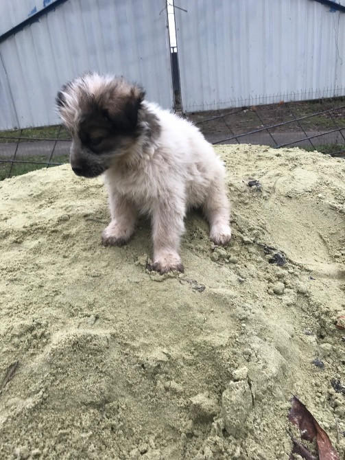 Цуценя Мукачево - изображение 8