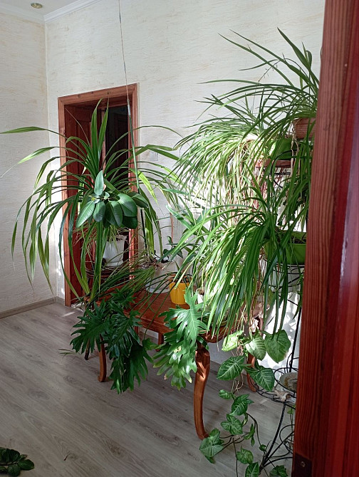 дом для большой семьи или под бизнес Одеса - зображення 2