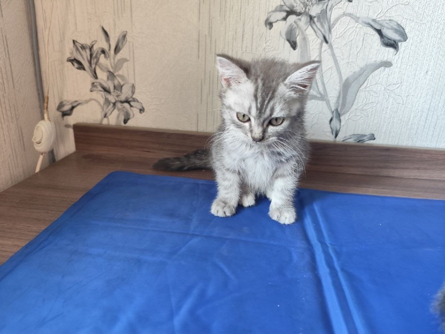 Продаж кошенят шотландської породи Дніпро - зображення 5