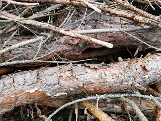 БЕСПЛАТНО МНОГО Отдам Деревья Дрова Ветки Бревна Пеньки Отопление Пиломатериалы Київ