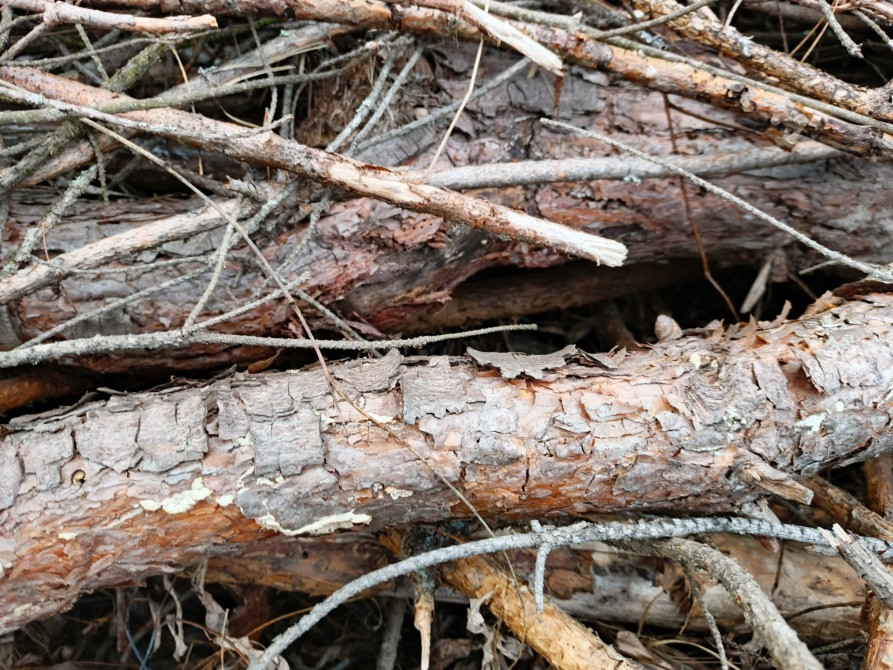 БЕСПЛАТНО МНОГО Отдам Деревья Дрова Ветки Бревна Пеньки Отопление Пиломатериалы Київ - зображення 3