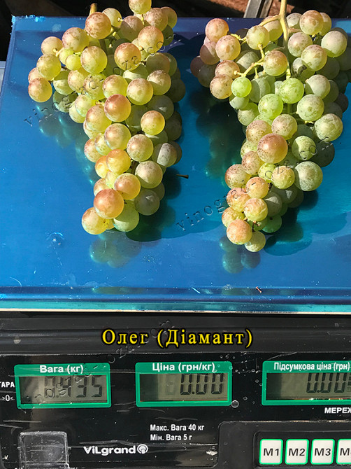 Виноград для соку та вина (саджанці технічних сортів) Харків - зображення 7