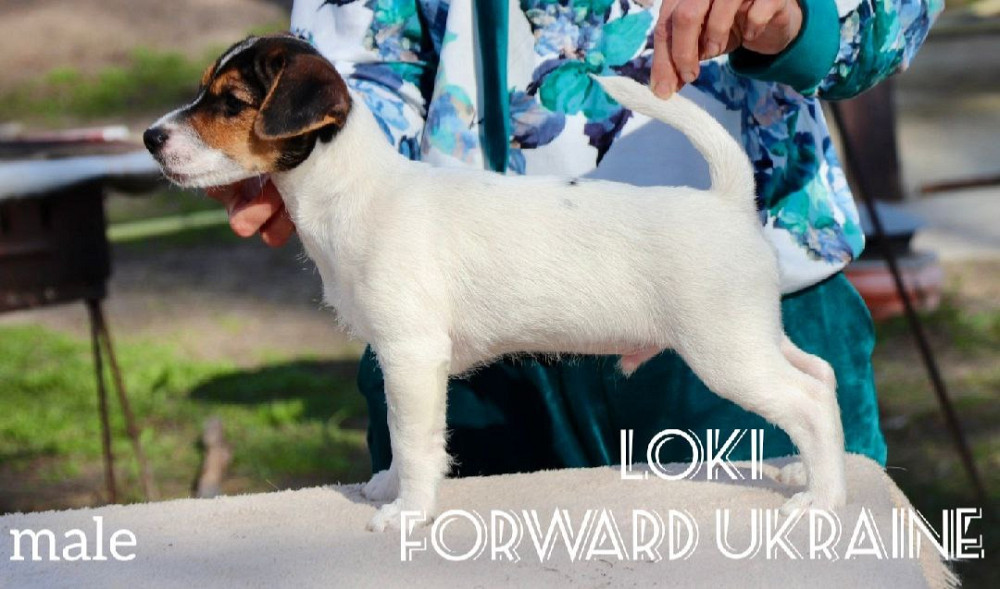 Шикарні цуценята Джек Рассел Киев - изображение 6